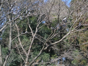 木の上の鳩